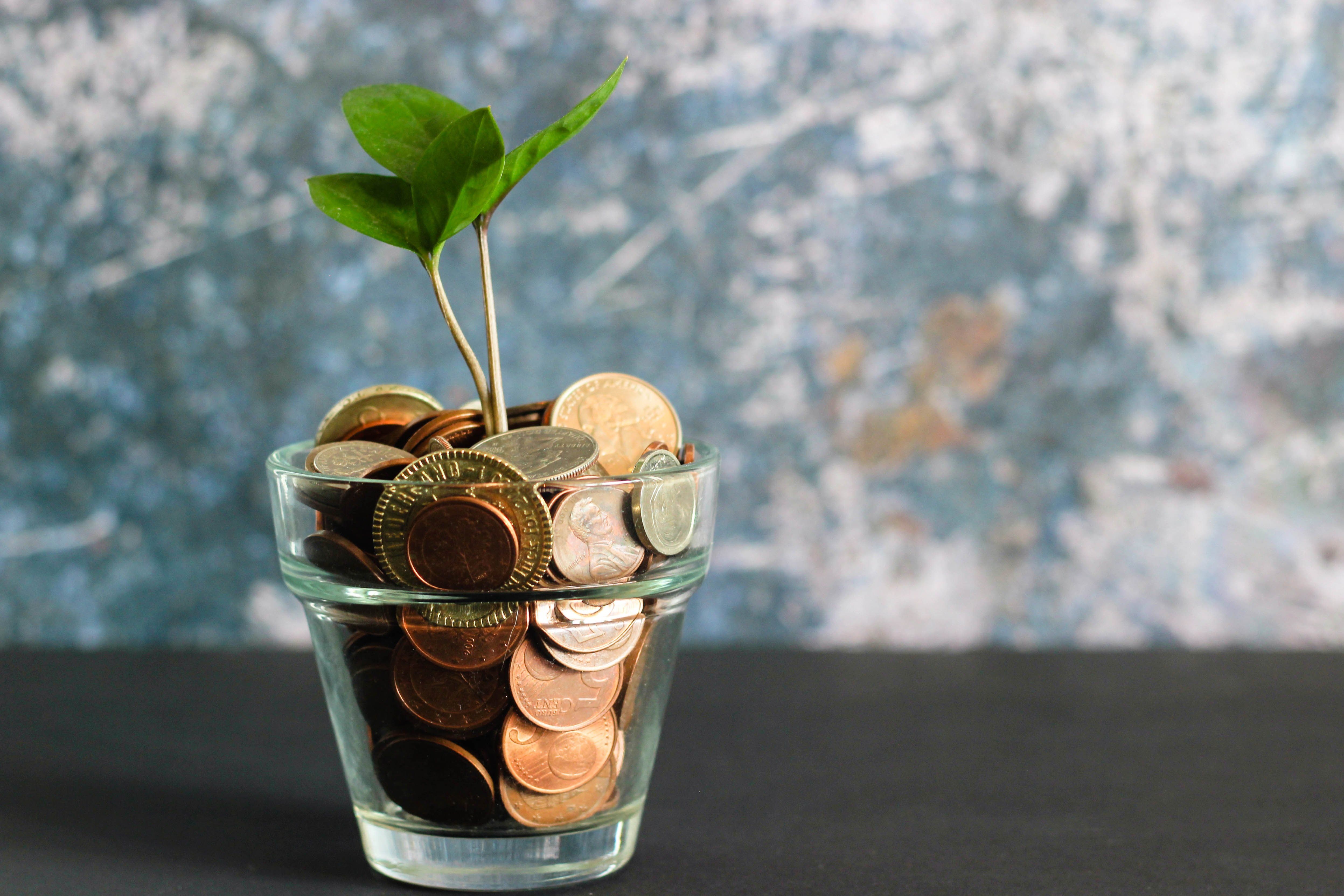 green plant in clear glass vase full of coins